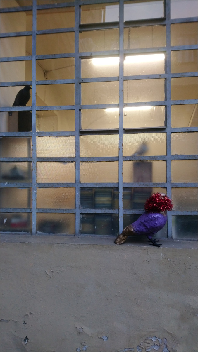 Piccione nel cortile2.JPG